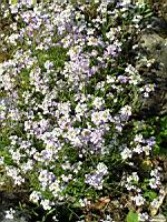 Solidago Virgaurea (ss-esp. Alpestris) (fam. Composees) (Europe) (01) (Photo F. Mrugala)